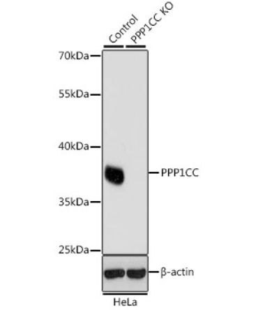 PPP1CC Rabbit Polyclonal Antibody [KO Validated]