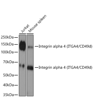 Integrin alpha 4 (ITGA4/CD49d) Rabbit Monoclonal Antibody
