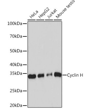 Cyclin H Rabbit Monoclonal Antibody