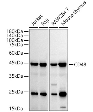 CD48 Rabbit Monoclonal Antibody