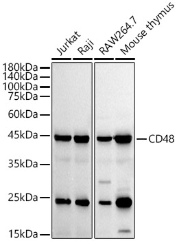 CD48 Rabbit Monoclonal Antibody