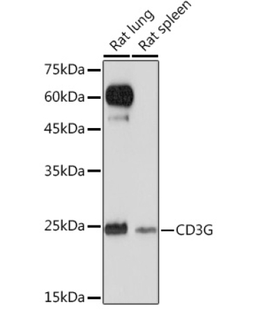 CD3G Rabbit Monoclonal Antibody