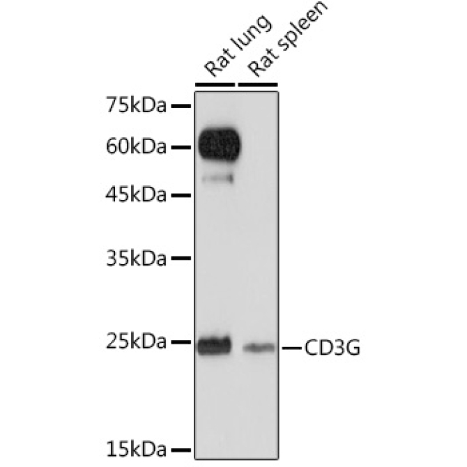 CD3G Rabbit Monoclonal Antibody