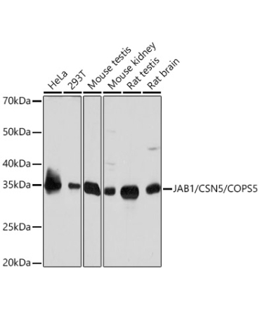 JAB1/CSN5/COPS5 Rabbit Monoclonal Antibody