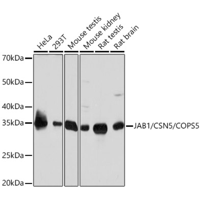 JAB1/CSN5/COPS5 Rabbit Monoclonal Antibody