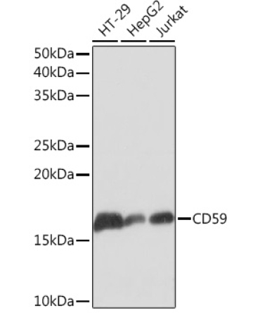 CD59 Rabbit Monoclonal Antibody