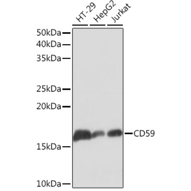 CD59 Rabbit Monoclonal Antibody