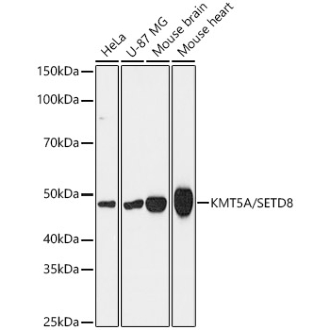 KMT5A/SETD8 Rabbit Monoclonal Antibody [KD Validated]