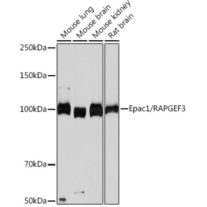 Epac1/RAPGEF3 Rabbit Monoclonal Antibody