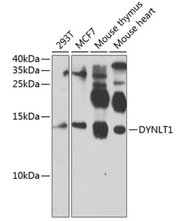 DYNLT1 Rabbit Polyclonal Antibody