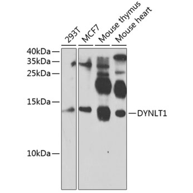 DYNLT1 Rabbit Polyclonal Antibody