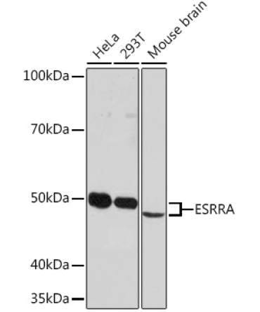 ESRRA Rabbit Monoclonal Antibody