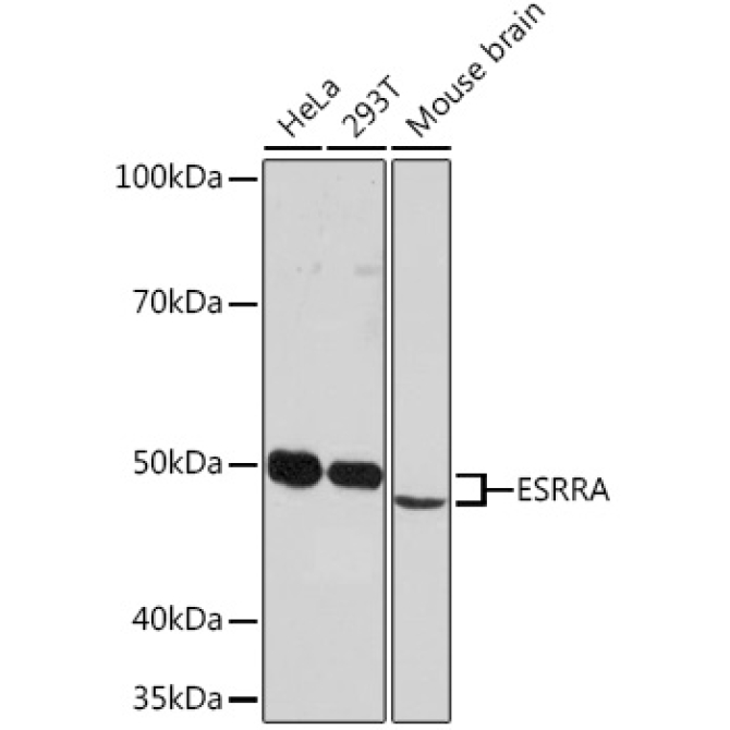 ESRRA Rabbit Monoclonal Antibody