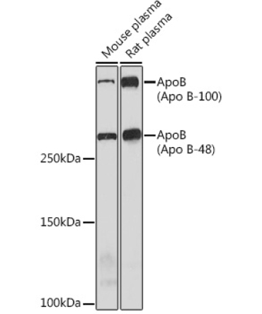 ApoB Rabbit Monoclonal Antibody