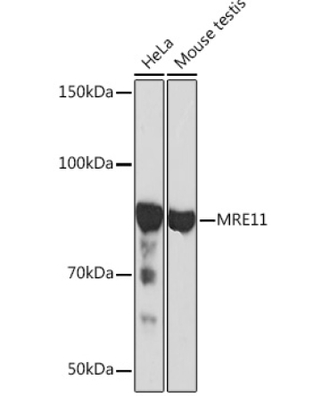 MRE11 Rabbit Monoclonal Antibody