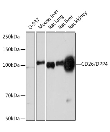 CD26/DPP4 Rabbit Monoclonal Antibody
