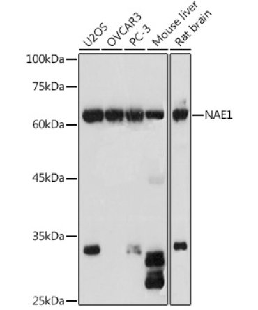 NAE1 Rabbit Polyclonal Antibody