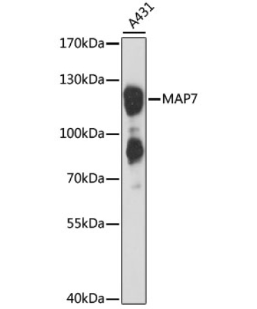 MAP7 Rabbit Polyclonal Antibody