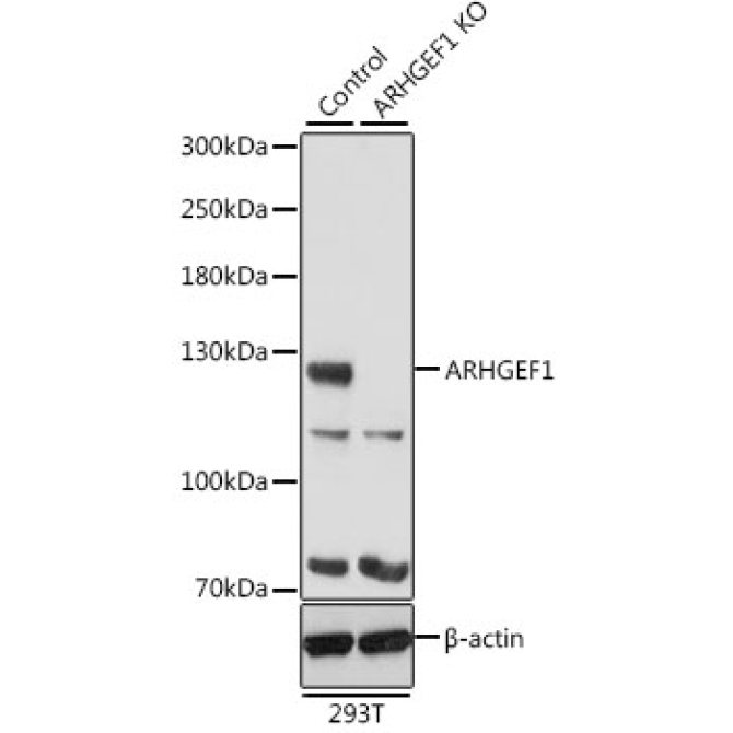 ARHGEF1 Rabbit Polyclonal Antibody [KO Validated]