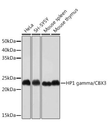 HP1 gamma/CBX3 Rabbit Monoclonal Antibody