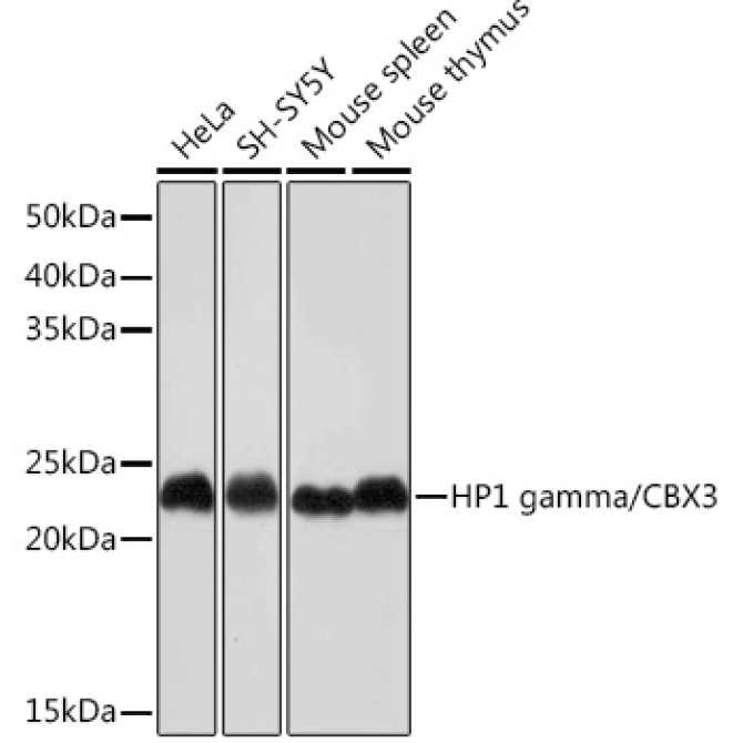 HP1 gamma/CBX3 Rabbit Monoclonal Antibody