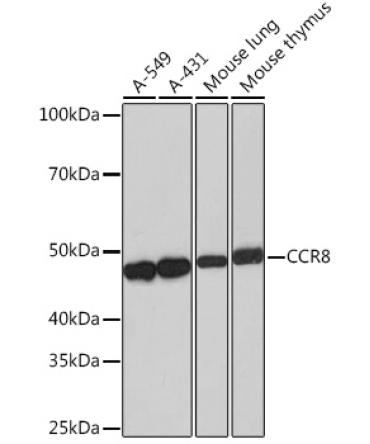 CCR8 Rabbit Monoclonal Antibody