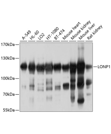 LONP1 Rabbit Polyclonal Antibody