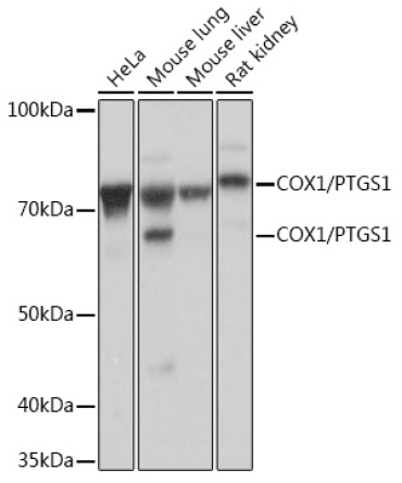 COX1/PTGS1 Rabbit Monoclonal Antibody