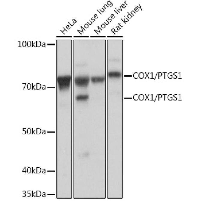 COX1/PTGS1 Rabbit Monoclonal Antibody