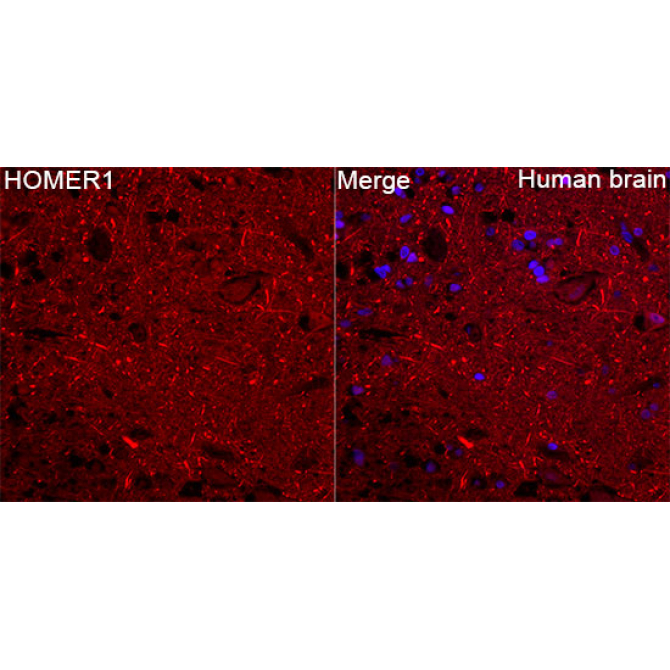 HOMER1 Rabbit Polyclonal Antibody