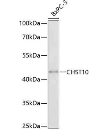 CHST10 Rabbit Polyclonal Antibody