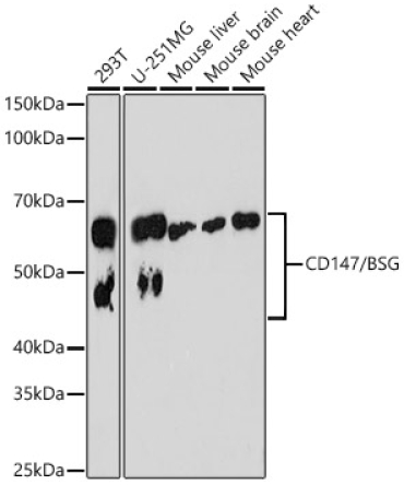 CD147/BSG Rabbit Monoclonal Antibody