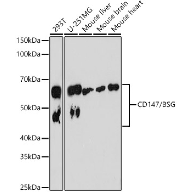 CD147/BSG Rabbit Monoclonal Antibody