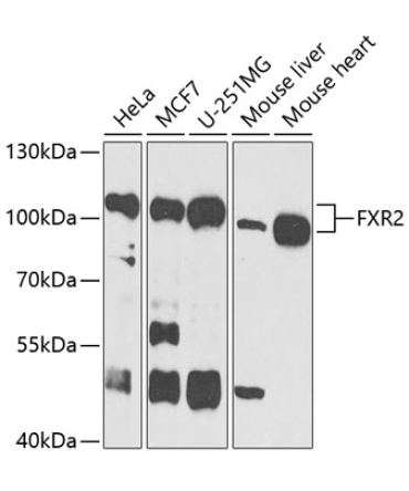 FXR2 Rabbit Polyclonal Antibody
