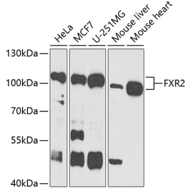FXR2 Rabbit Polyclonal Antibody