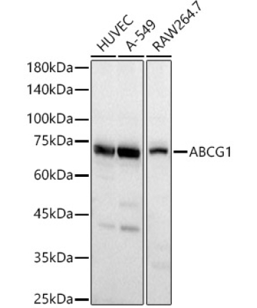 ABCG1 Rabbit Polyclonal Antibody