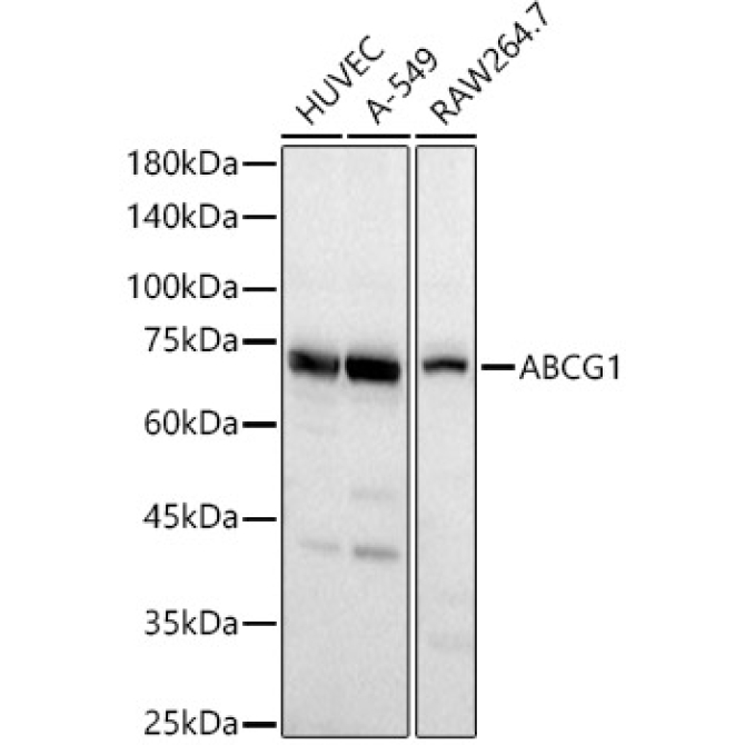 ABCG1 Rabbit Polyclonal Antibody