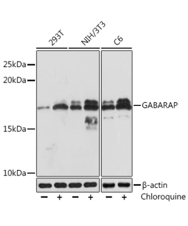 GABARAP Rabbit Monoclonal Antibody