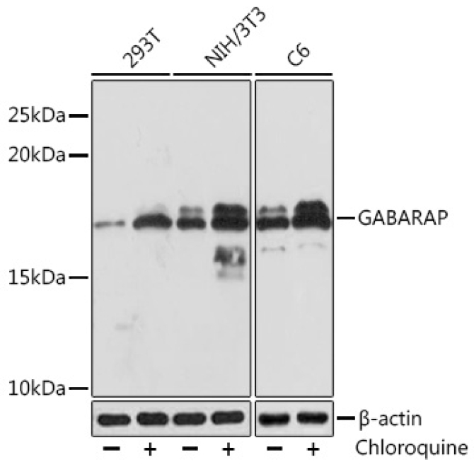GABARAP Rabbit Monoclonal Antibody