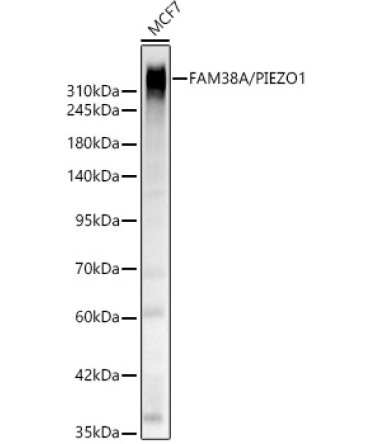 FAM38A/PIEZO1 Rabbit Polyclonal Antibody