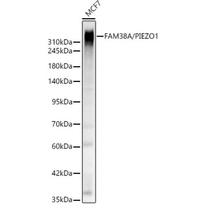 FAM38A/PIEZO1 Rabbit Polyclonal Antibody