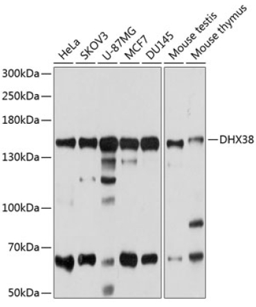 DHX38 Rabbit Polyclonal Antibody