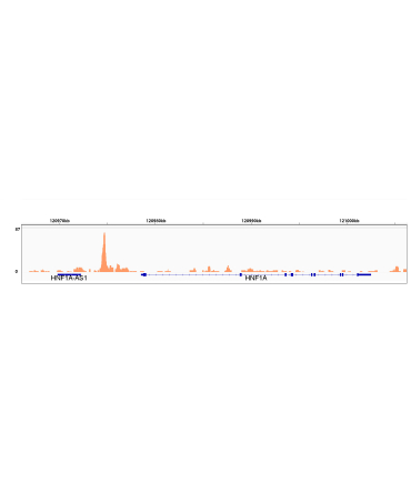 HMGA1 Rabbit Monoclonal Antibody