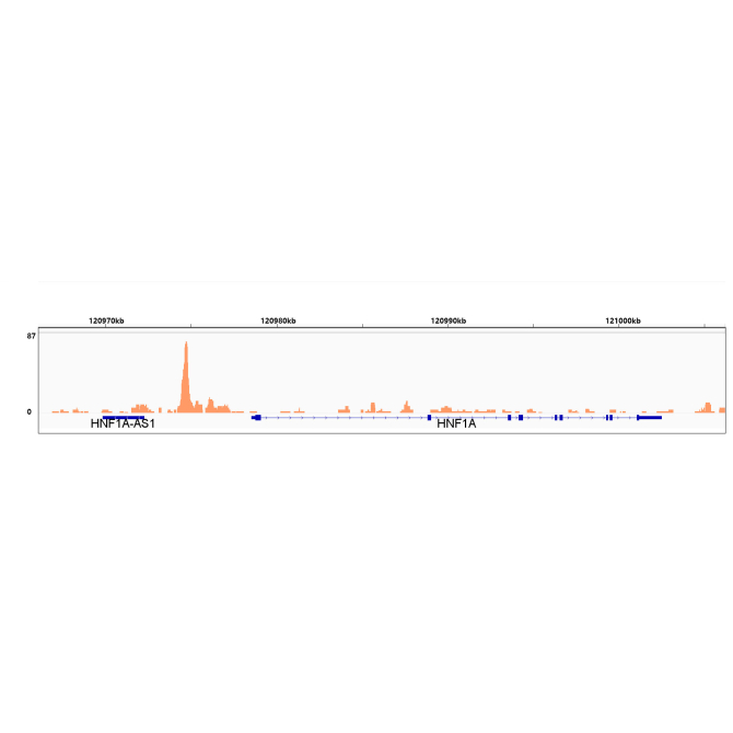 HMGA1 Rabbit Monoclonal Antibody