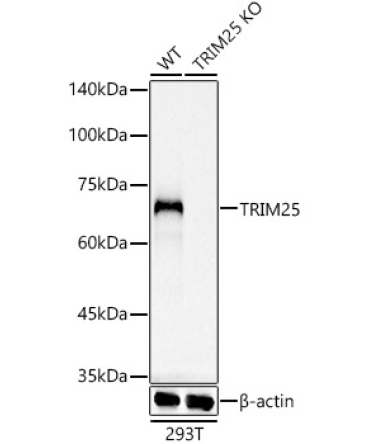 TRIM25 Rabbit Monoclonal Antibody [KO Validated]