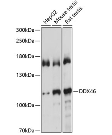 DDX46 Rabbit Polyclonal Antibody