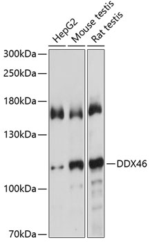 DDX46 Rabbit Polyclonal Antibody