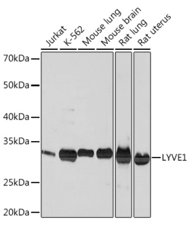 LYVE1 Rabbit Monoclonal Antibody