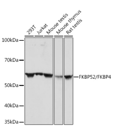 FKBP52/FKBP4 Rabbit Monoclonal Antibody