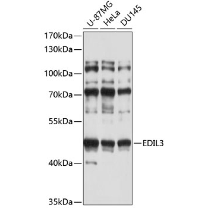 EDIL3 Rabbit Polyclonal Antibody